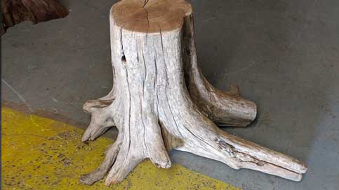 Cedar Tree Stump
