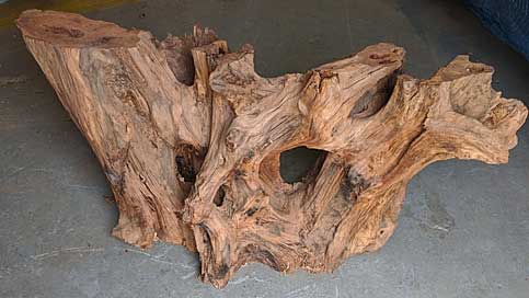 Redwood Stump