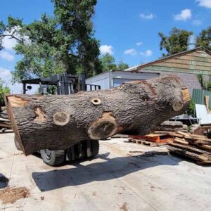 Salvaging White Oak Tree