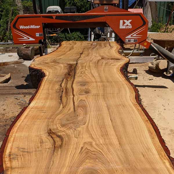 Milling a salvaged white oak tree