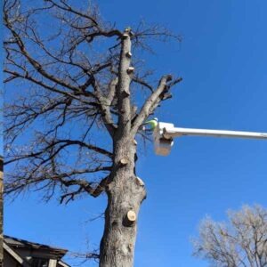 Saving the wood from an old oak tree in Denver.