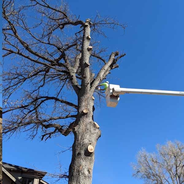 Saving the wood from an old oak tree in Denver.